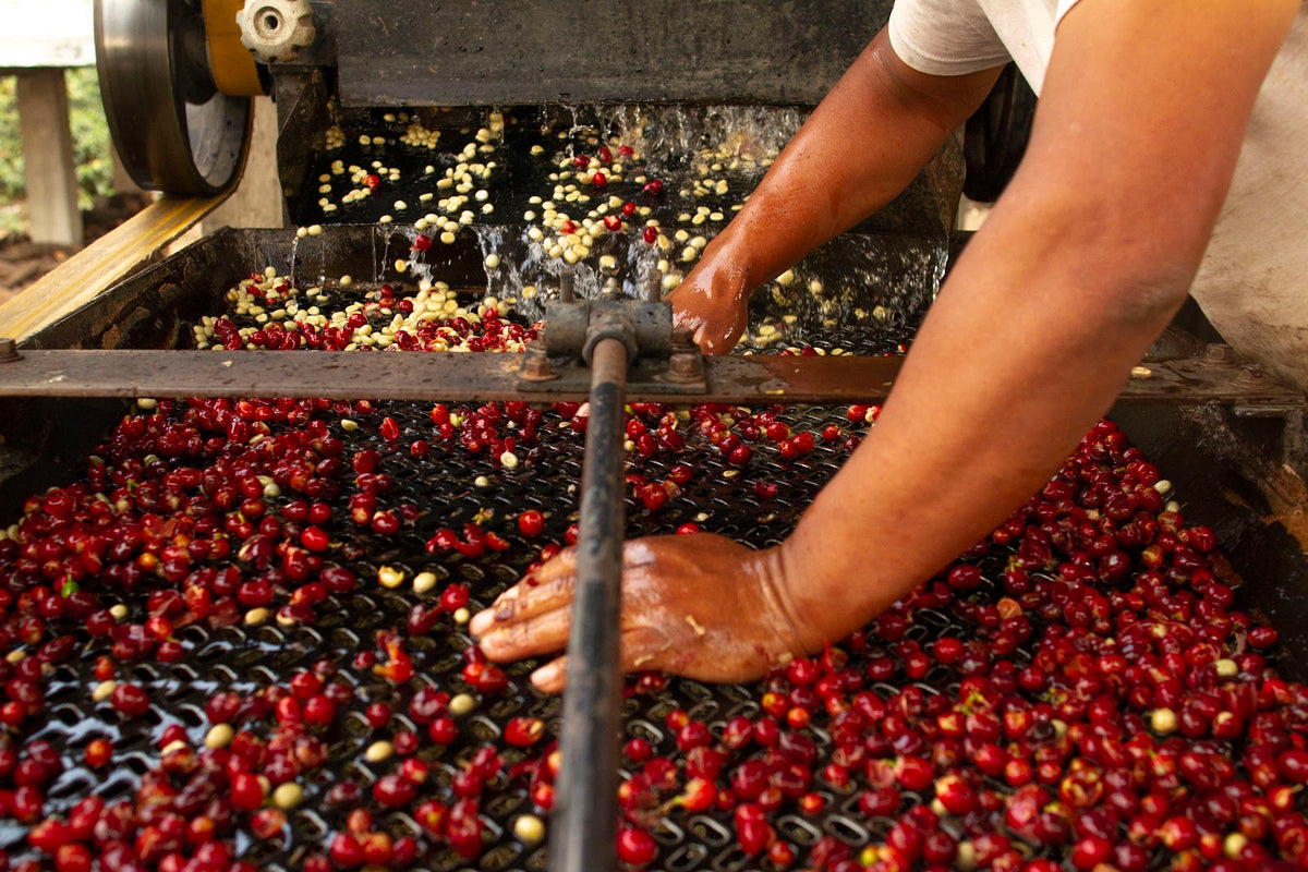 Mayorga Coffee