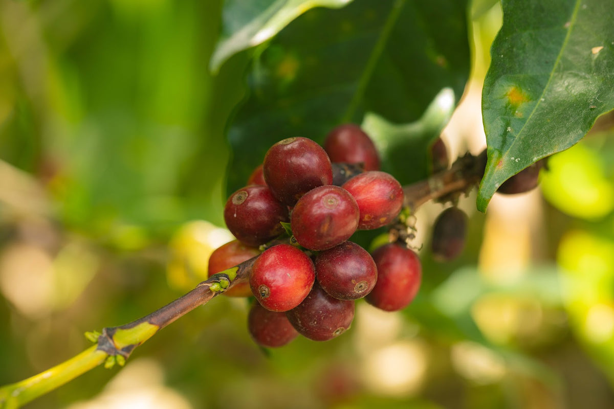 Mayorga Coffee