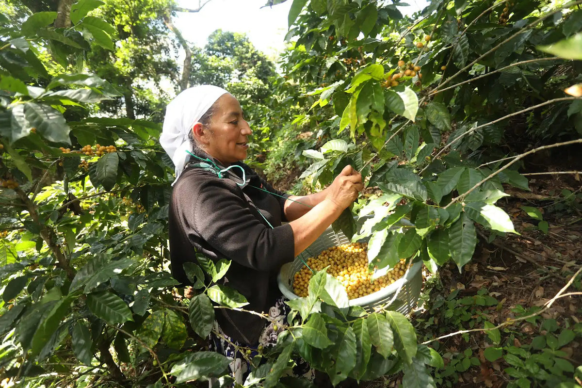 Mayorga Coffee