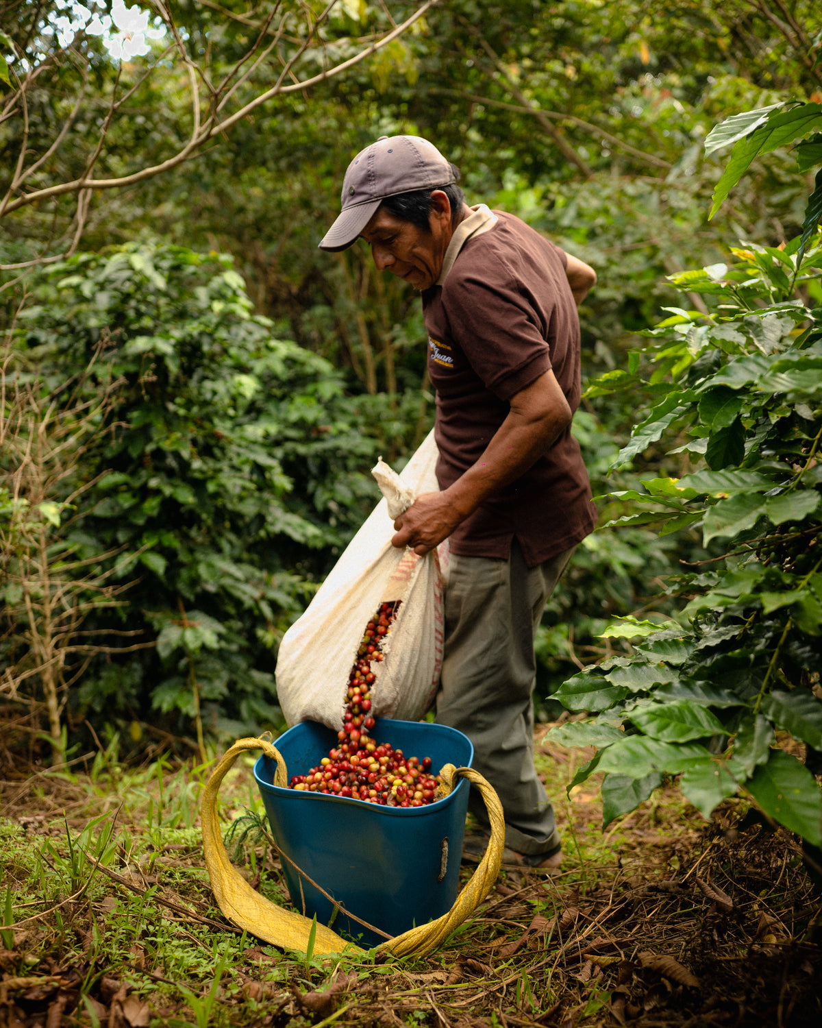 Mayorga Coffee