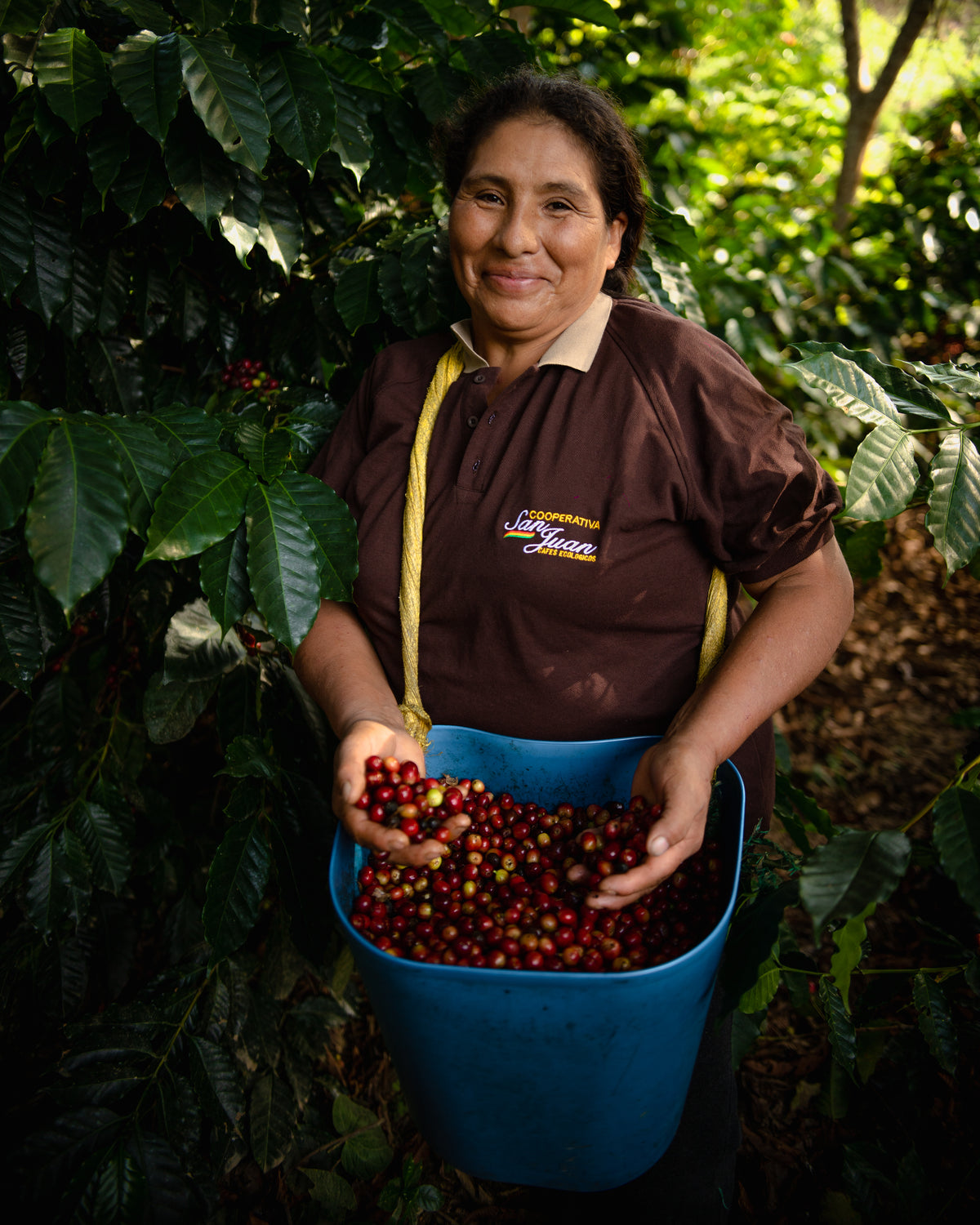 Mayorga Coffee