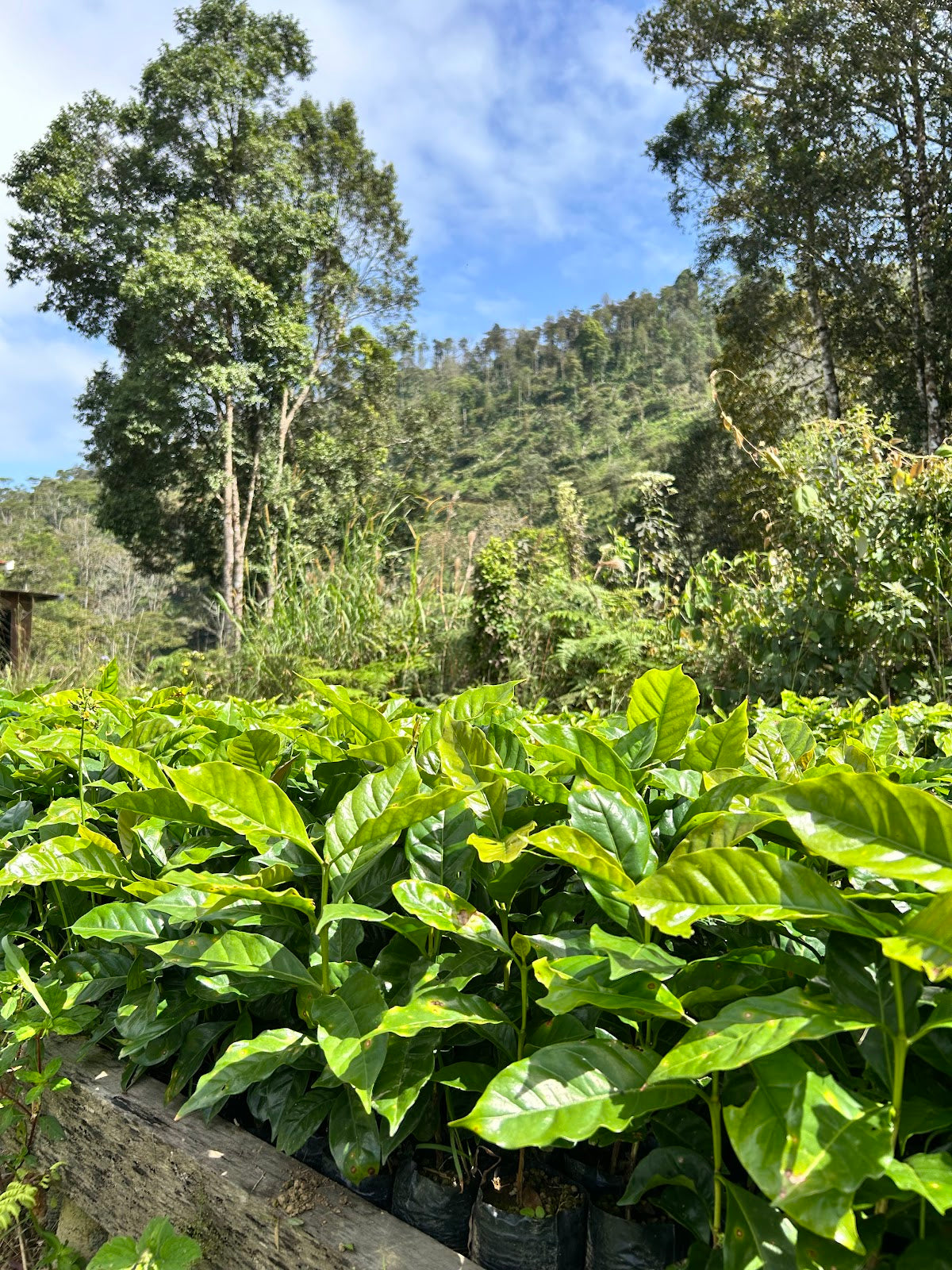 Mayorga Coffee