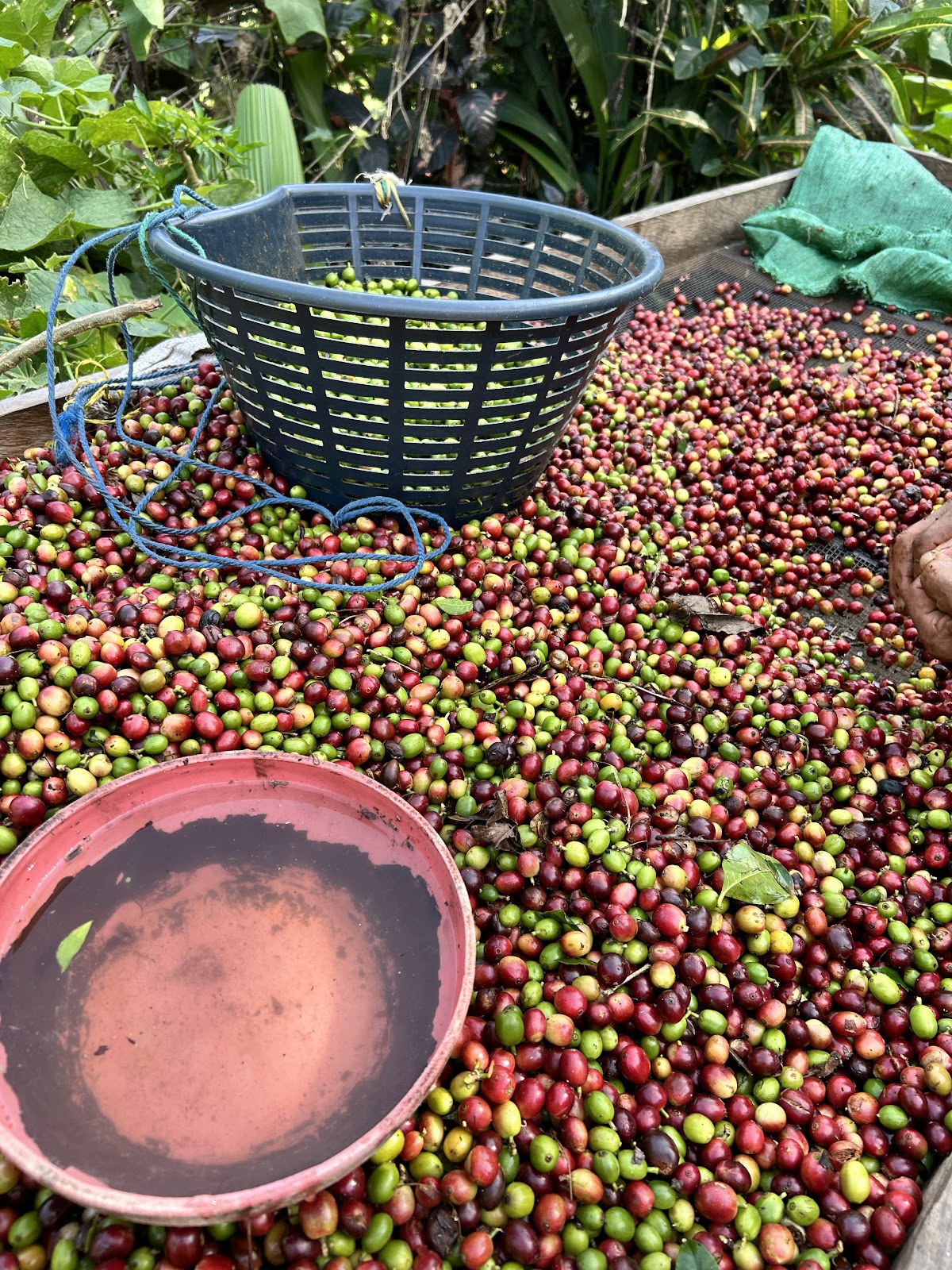 Mayorga Coffee