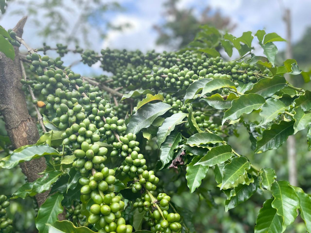 Mayorga Coffee