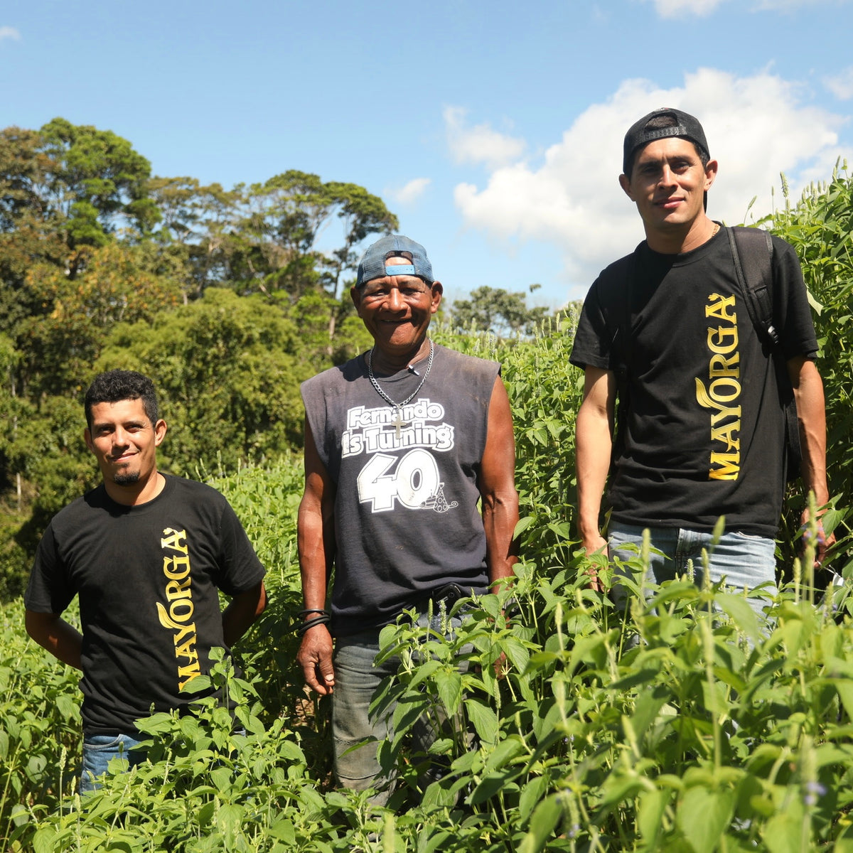 Chia farm 